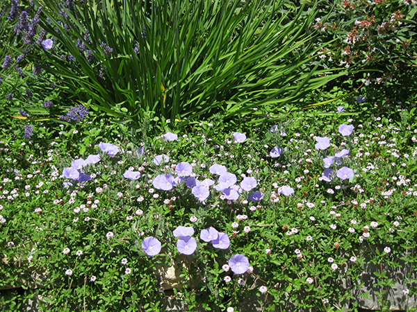 Réalisation paysagère Jardin Service 34 Hérault